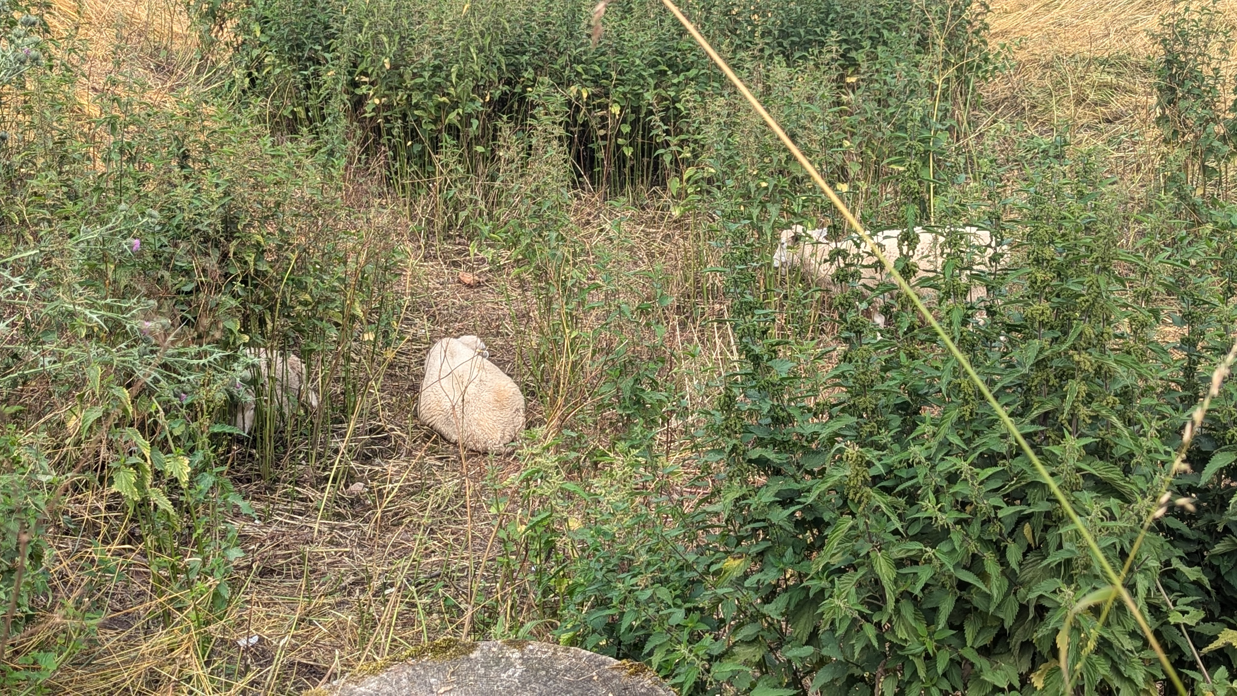 PXL_20240723_132124375.RAW-01.MP.COVER.jpg
