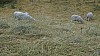 _DSC4473.JPG _DSC4473.JPG