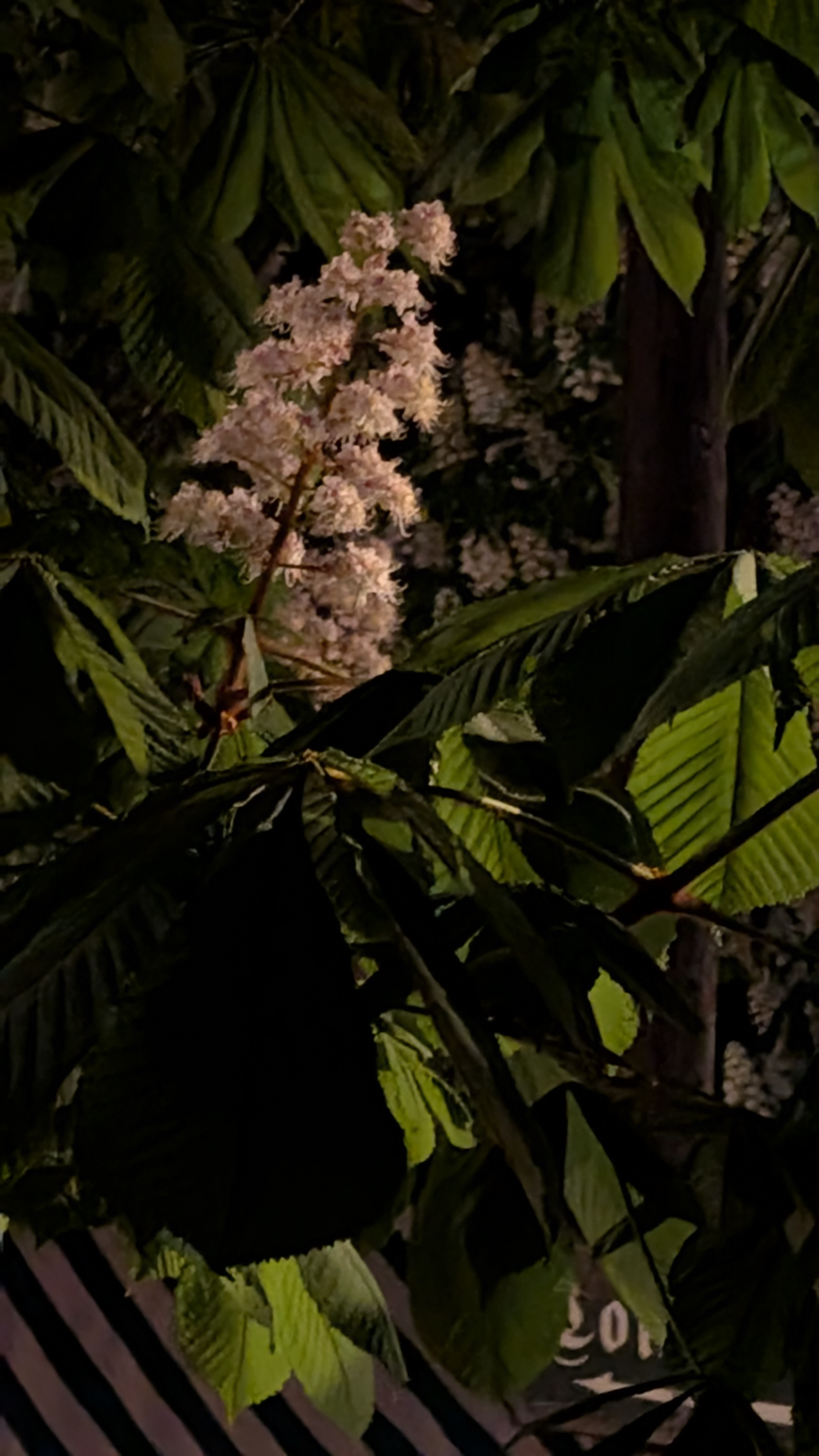 PXL_20250502_192234229.RAW-01.MP.COVER.jpg