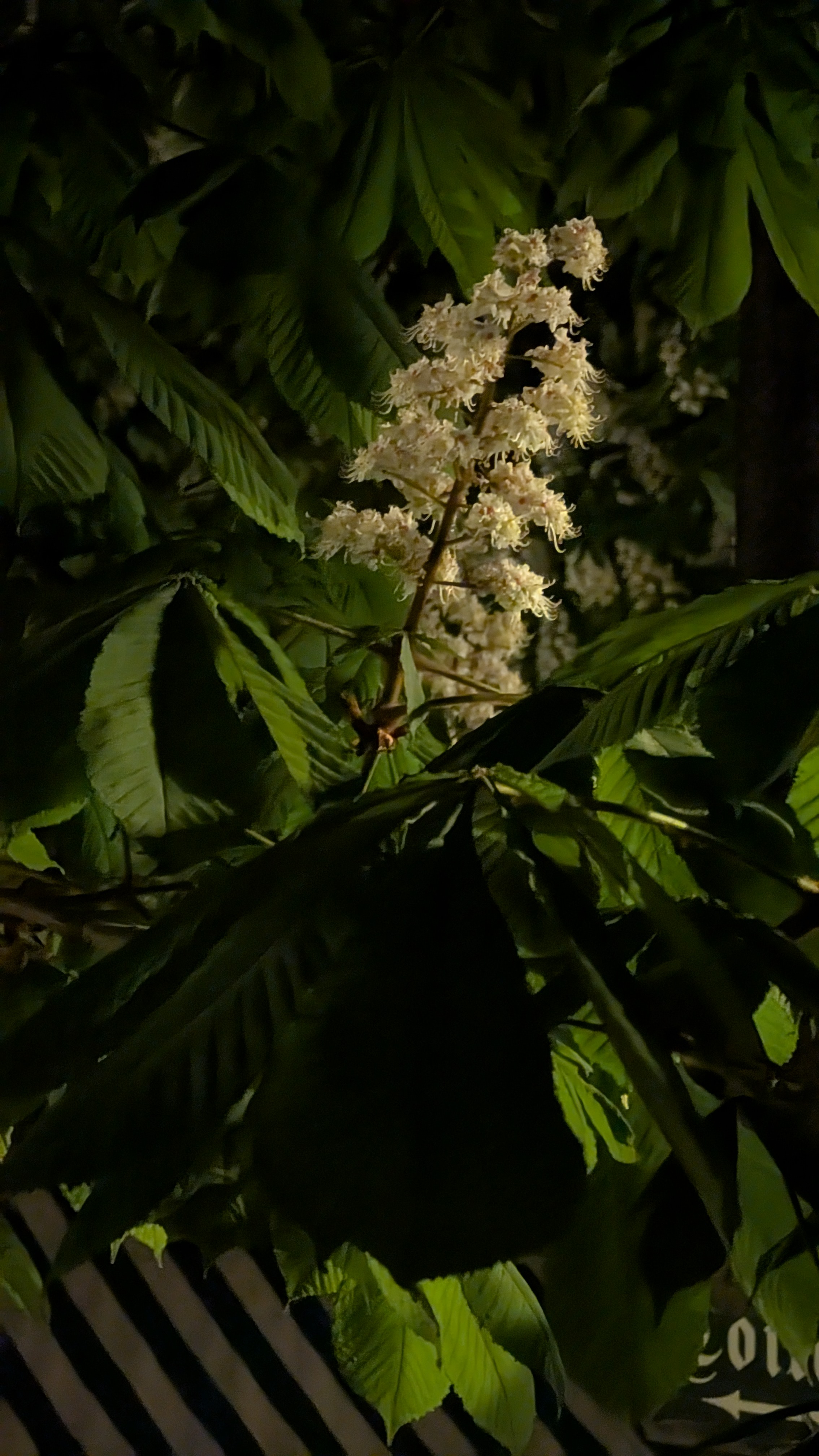 PXL_20250502_192238619.NIGHT.RAW-01.COVER.jpg