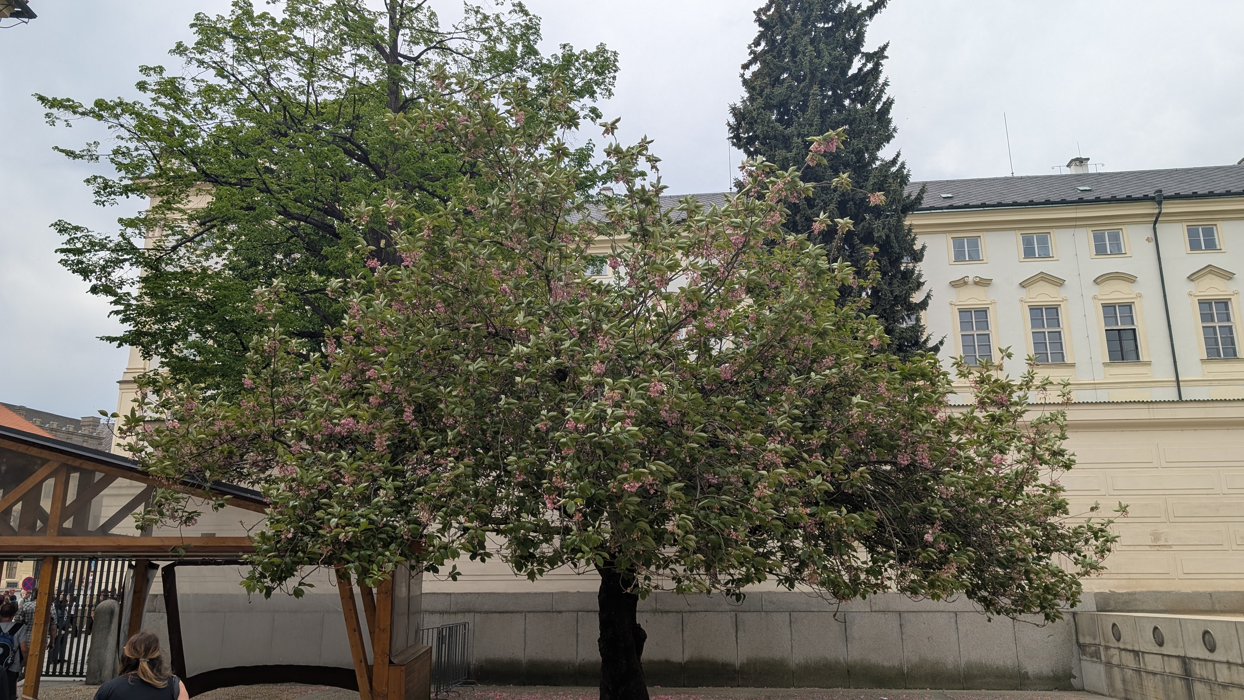 PXL_20250503_105828834.RAW-01.MP.COVER.jpg