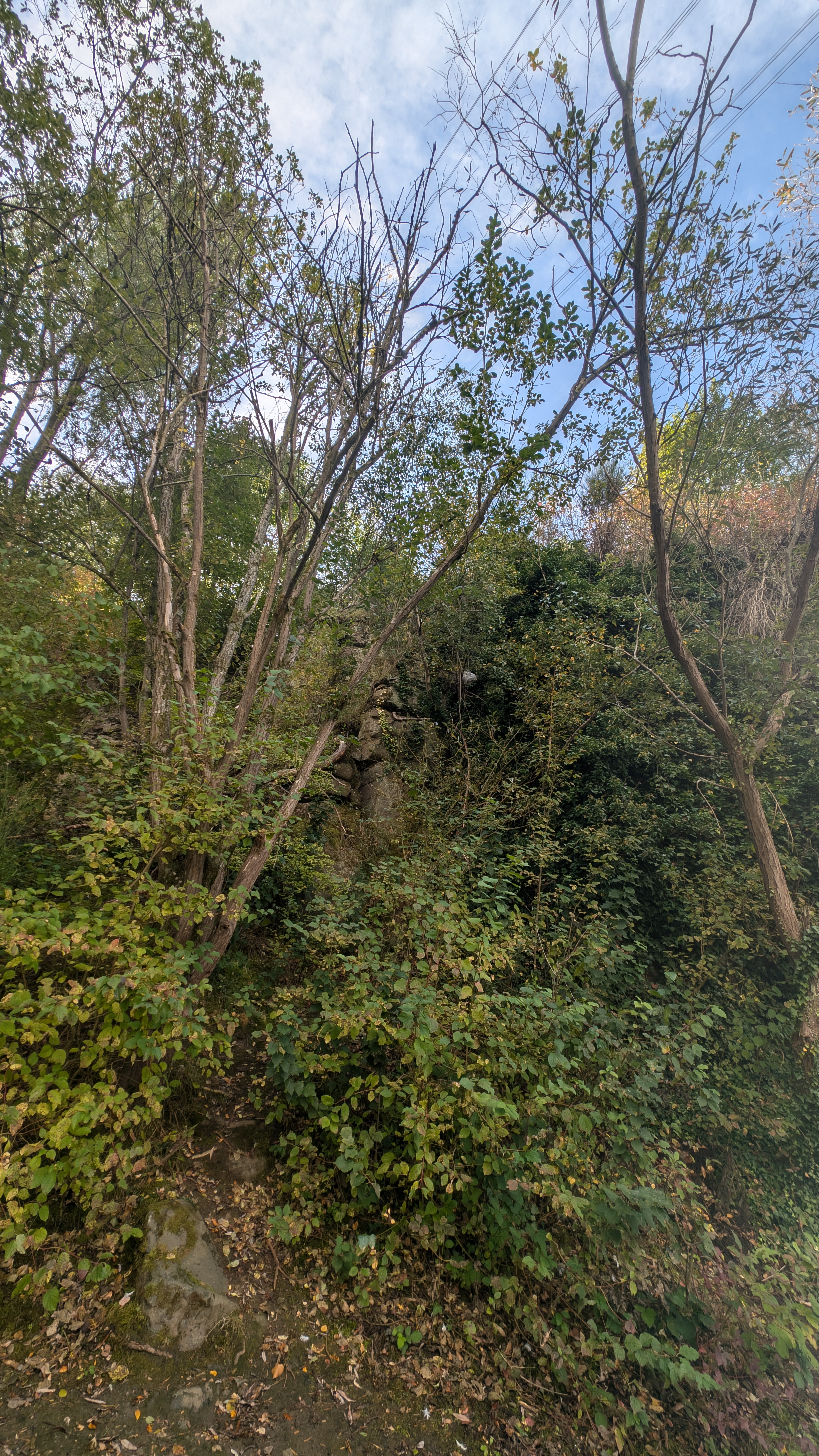 PXL_20240929_110817612.RAW-01.COVER.jpg
