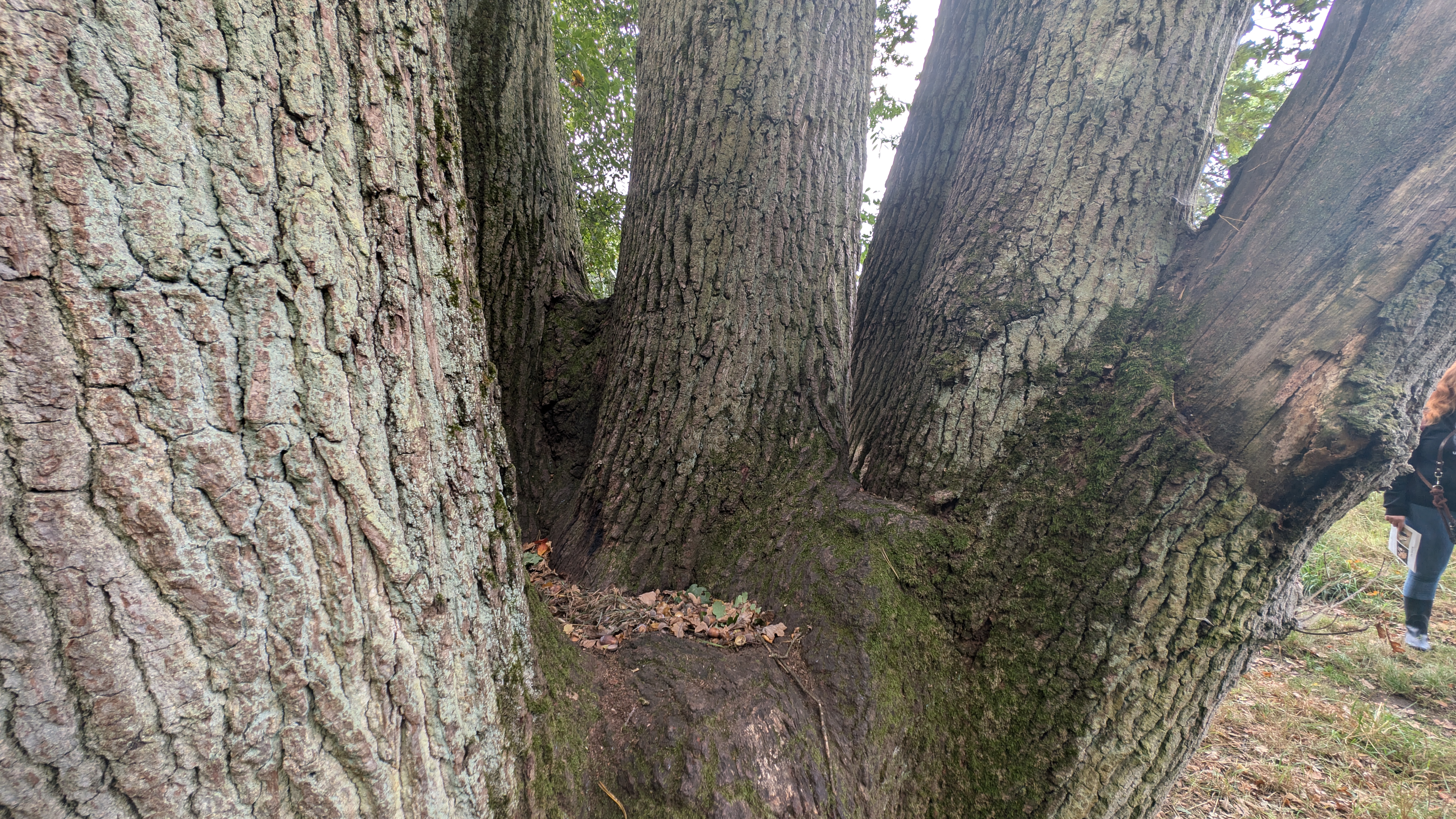 PXL_20240929_115355650.RAW-01.COVER.jpg