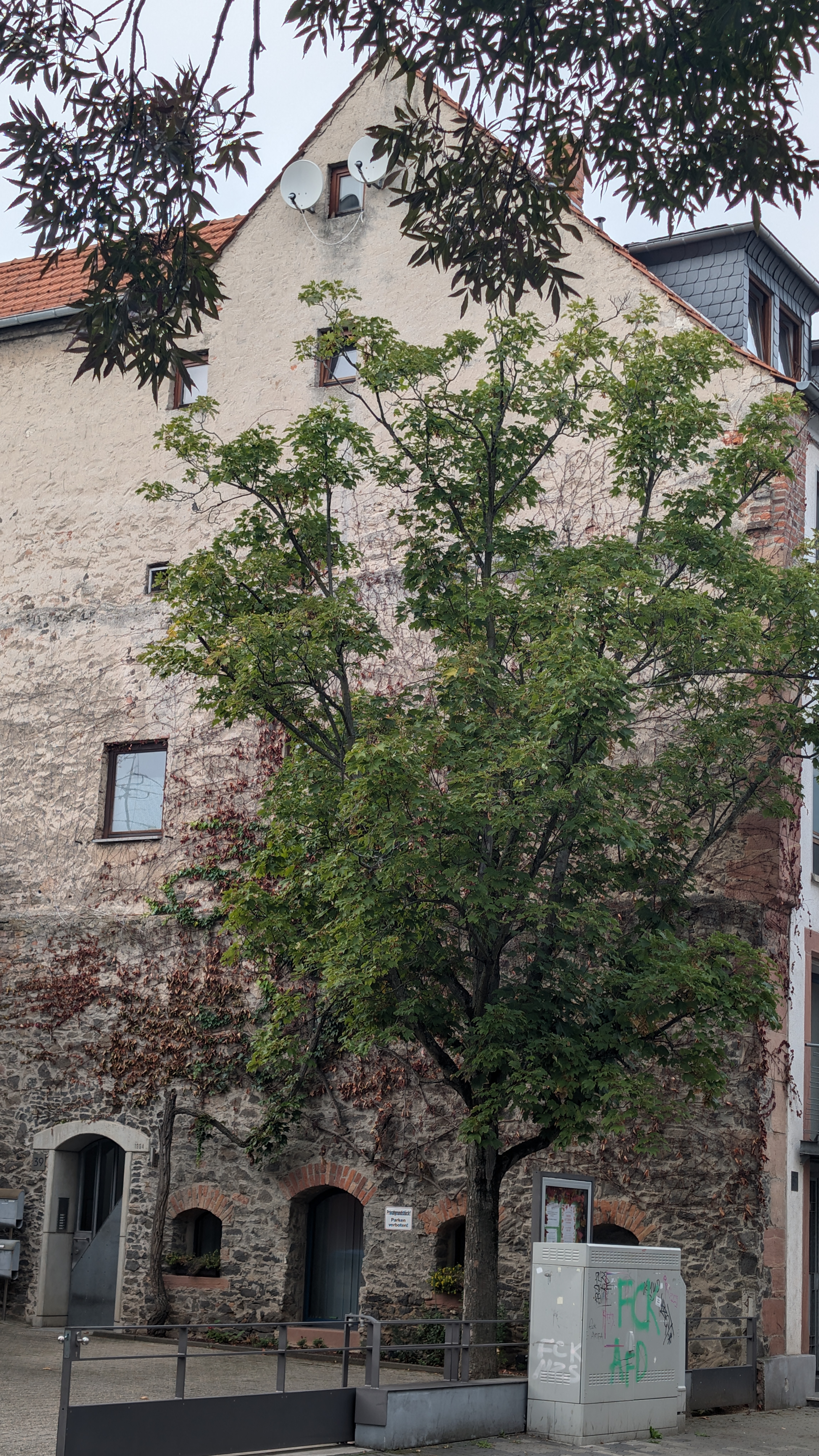 PXL_20240929_152434440.RAW-01.COVER.jpg