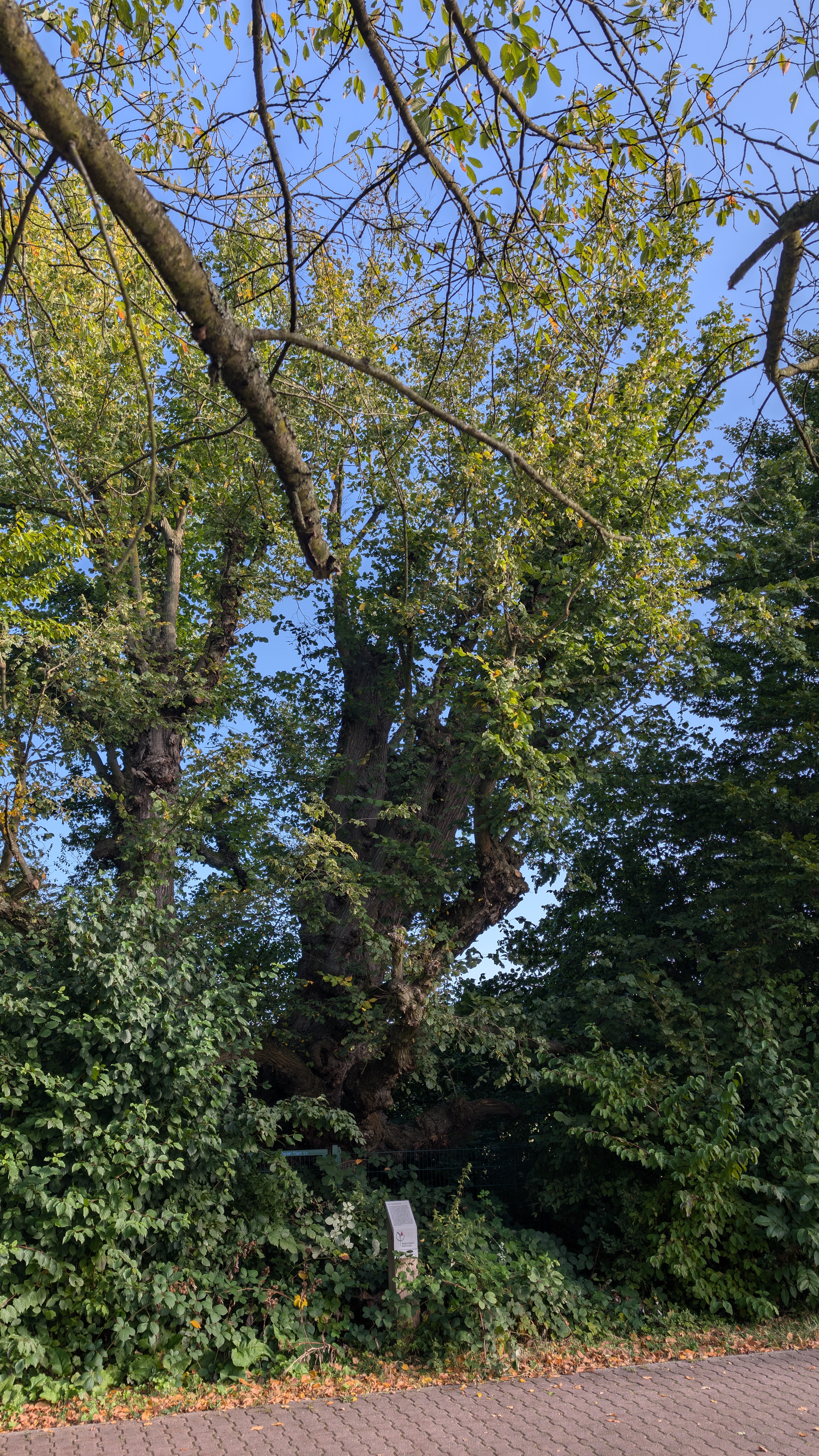 PXL_20240929_081427814.RAW-01.COVER.jpg