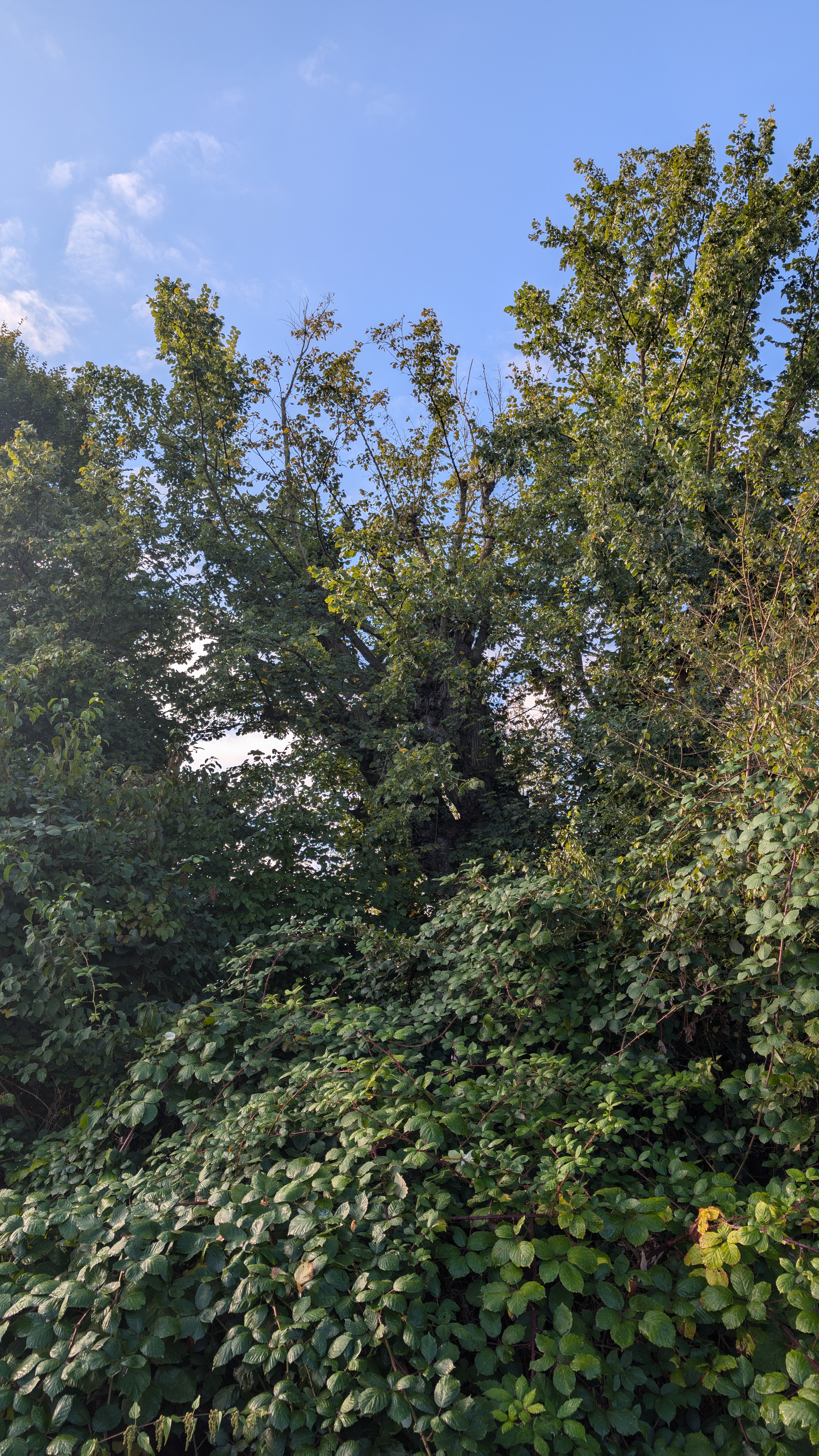 PXL_20240929_081636238.RAW-01.COVER.jpg