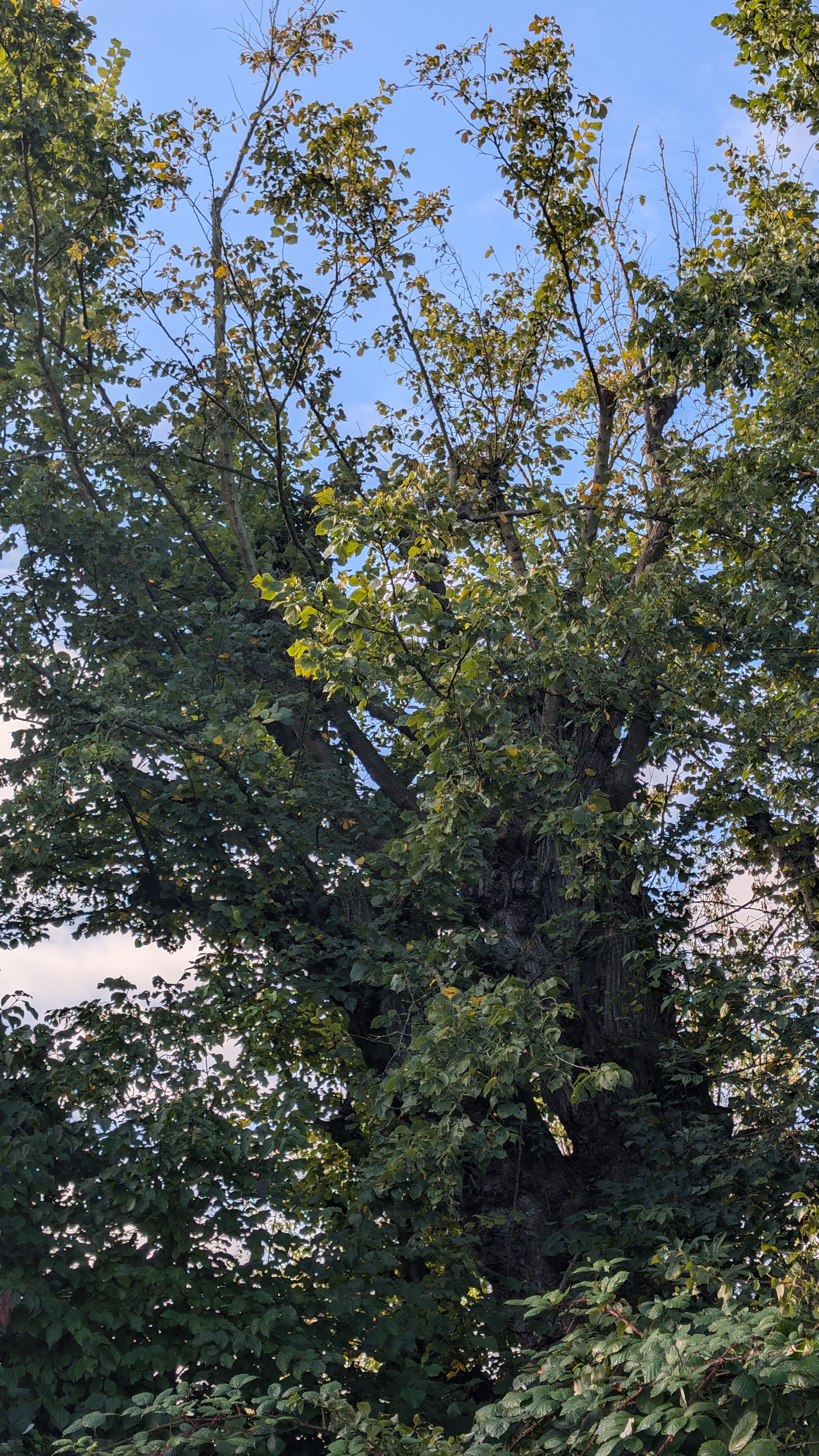 PXL_20240929_081647522.RAW-01.COVER.jpg