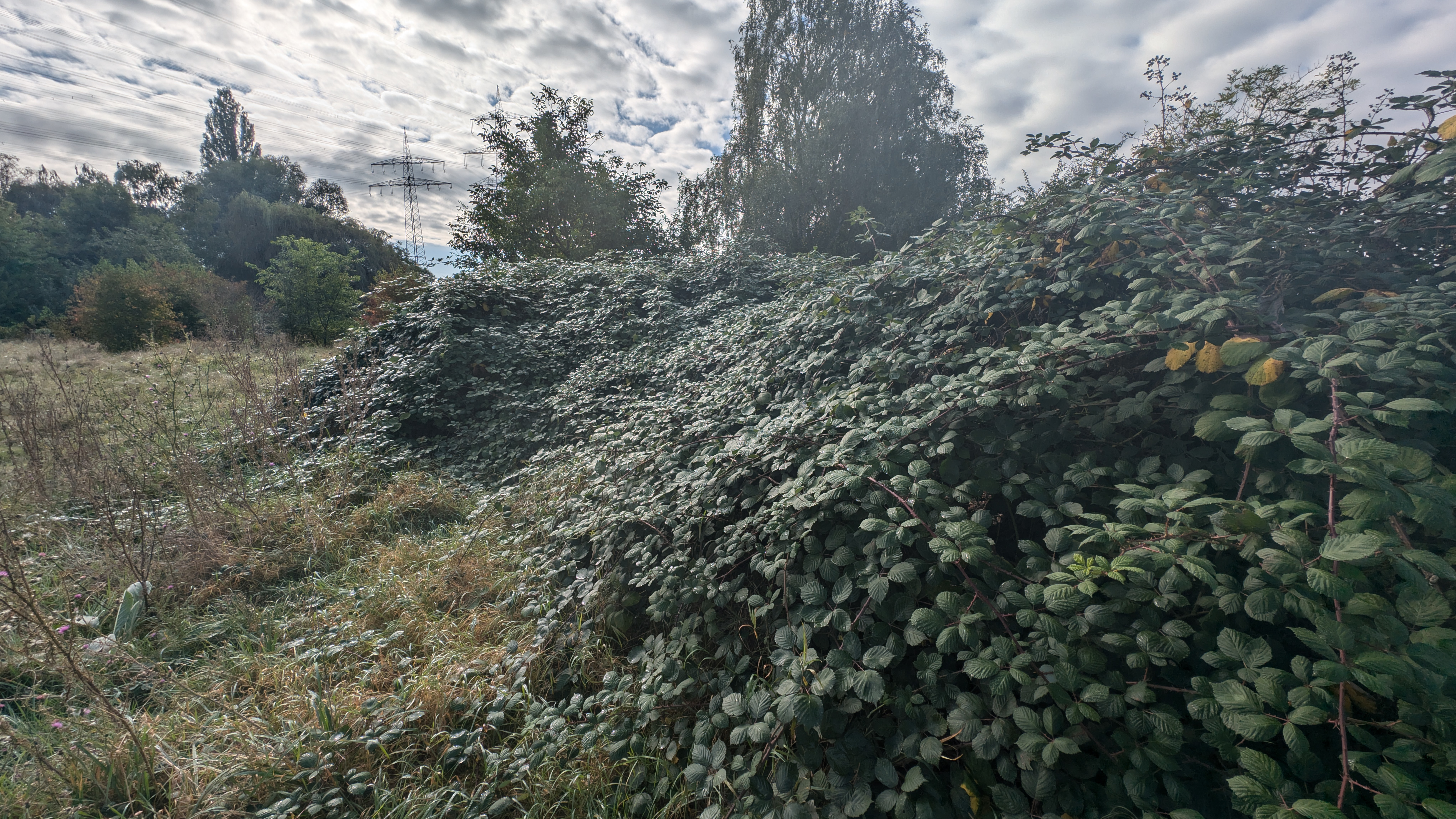 PXL_20240929_083903869.RAW-01.COVER.jpg